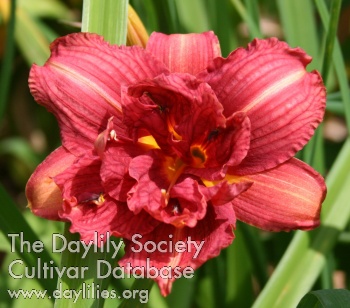 Double Mulberry Rose AHS image