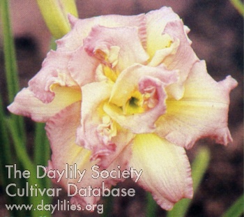 Double My Belle AHS image