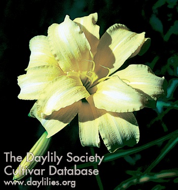 Double Old Ivory AHS image