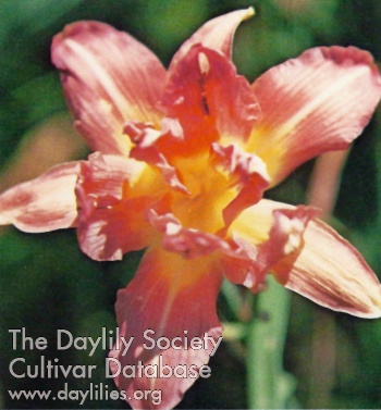 Double Old Rose AHS image