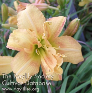 Double Peach AHS image