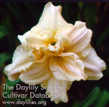 Double Pink Delight AHS image