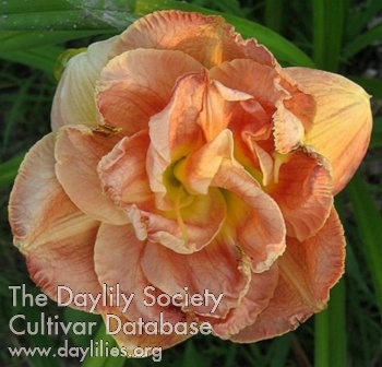Double Pink Peony AHS image