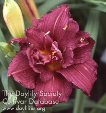 Double Purple Thrill AHS image