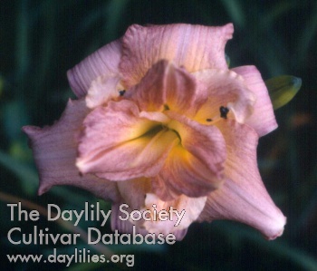 Double Sharon Rose AHS image
