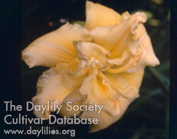 Double Supreme AHS image