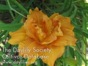 Double Topaz AHS image