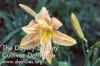 Double Twit AHS image