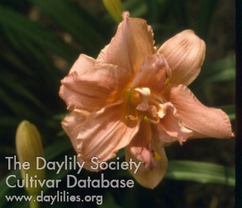 Double Vandy AHS image