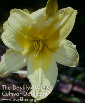 Dowager Duchess AHS image