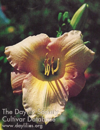 Dream Mist AHS image