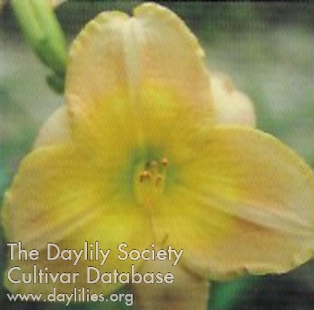 Duchess of Parma AHS image