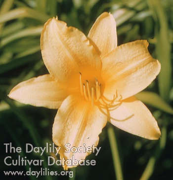 Duchess of Windsor AHS image
