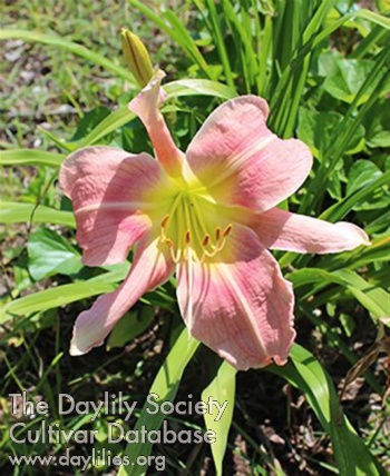 Duchesse d'Orleans AHS image