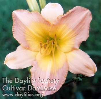 Elegant One AHS image
