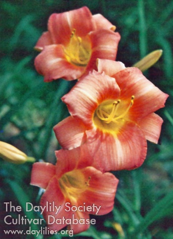 Ember Red AHS image