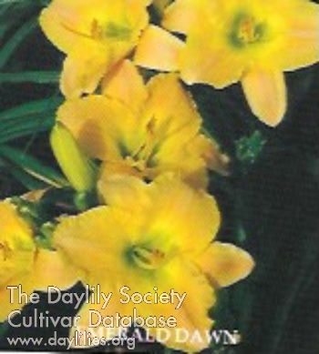 Emerald Dawn AHS image