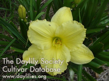 Emerald Dew AHS image