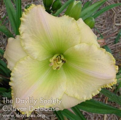 Emerald Sunburst AHS image