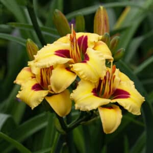 Mayor of Munchkinland