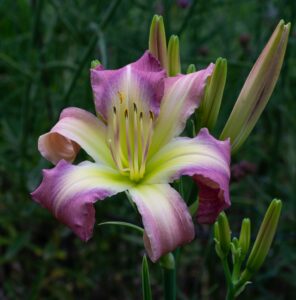 Breathing in Snowflakes