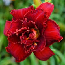 Spacecoast Scarlet Desire
