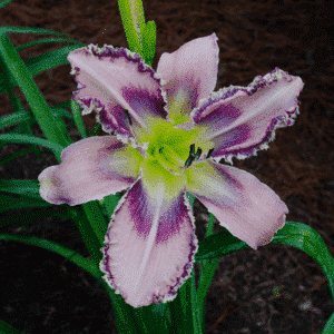 Entwined in the Vine