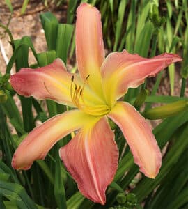 Webster’s Pink Wonder