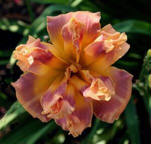 Honey Crunch Cupcake