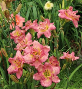 Strawberry Cream Cupcake