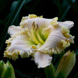 Kennesaw Mountain Lemon Sorbet