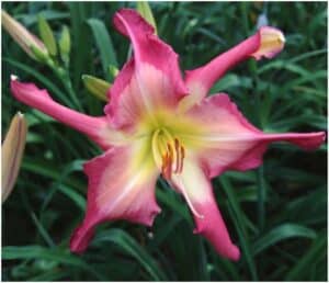 White Eyes Pink Dragon