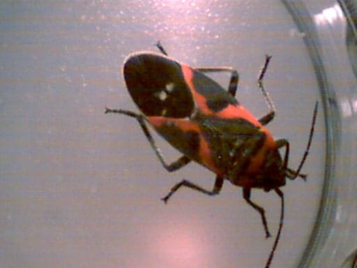 Milb's Insect Milkweed Bug - American Daylily Society