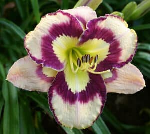 Spacecoast Sea Shells