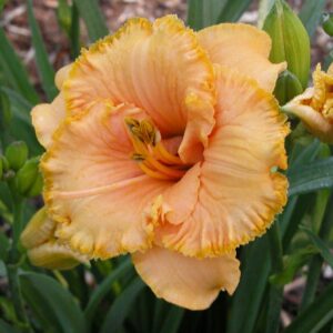 Spacecoast Tiny Perfection