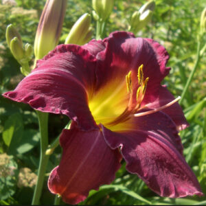 Olive Bailey Langdon