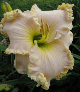 Browns Ferry Royalty