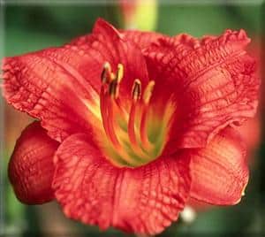Her Little Bloomers