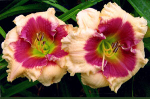 Whistle a Happy Tune