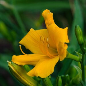 Riot on the Kindergarten Bus