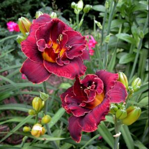 Night Embers