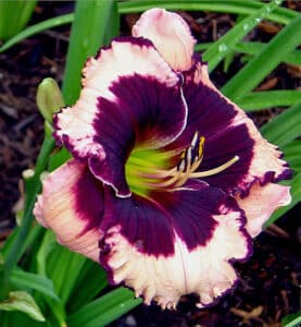 Jane Trimmer
