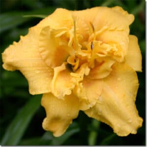 Dutch Yellow Truffle