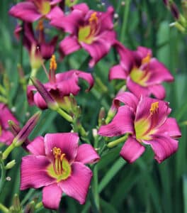 Purple De Oro