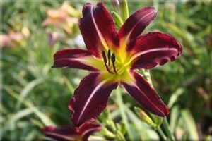 Off to See the Wizard