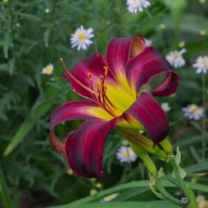 Aliens in the Garden