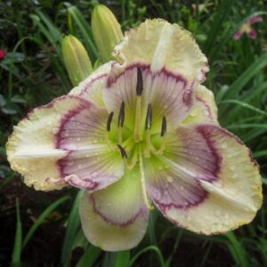 Almira Buffalo Bone Jackson