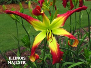 Illinois Majestic