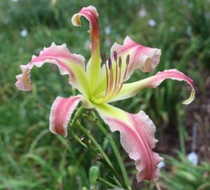 Garden Fairy
