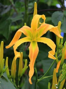 White Eyes Pink Dragon